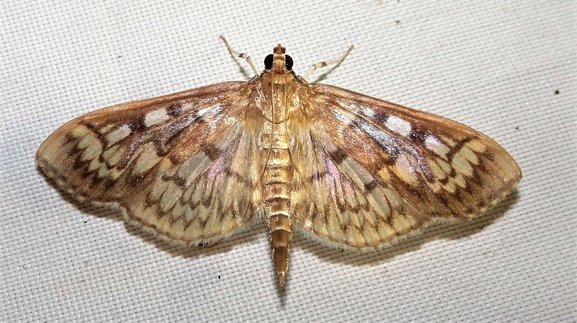 Image of Zigzag Herpetogramma