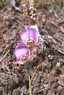 Image of broad-fruit mariposa-lily