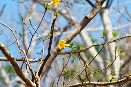 صورة Tabernaemontana glabra (Benth.) A. O. Simões & M. E. Endress