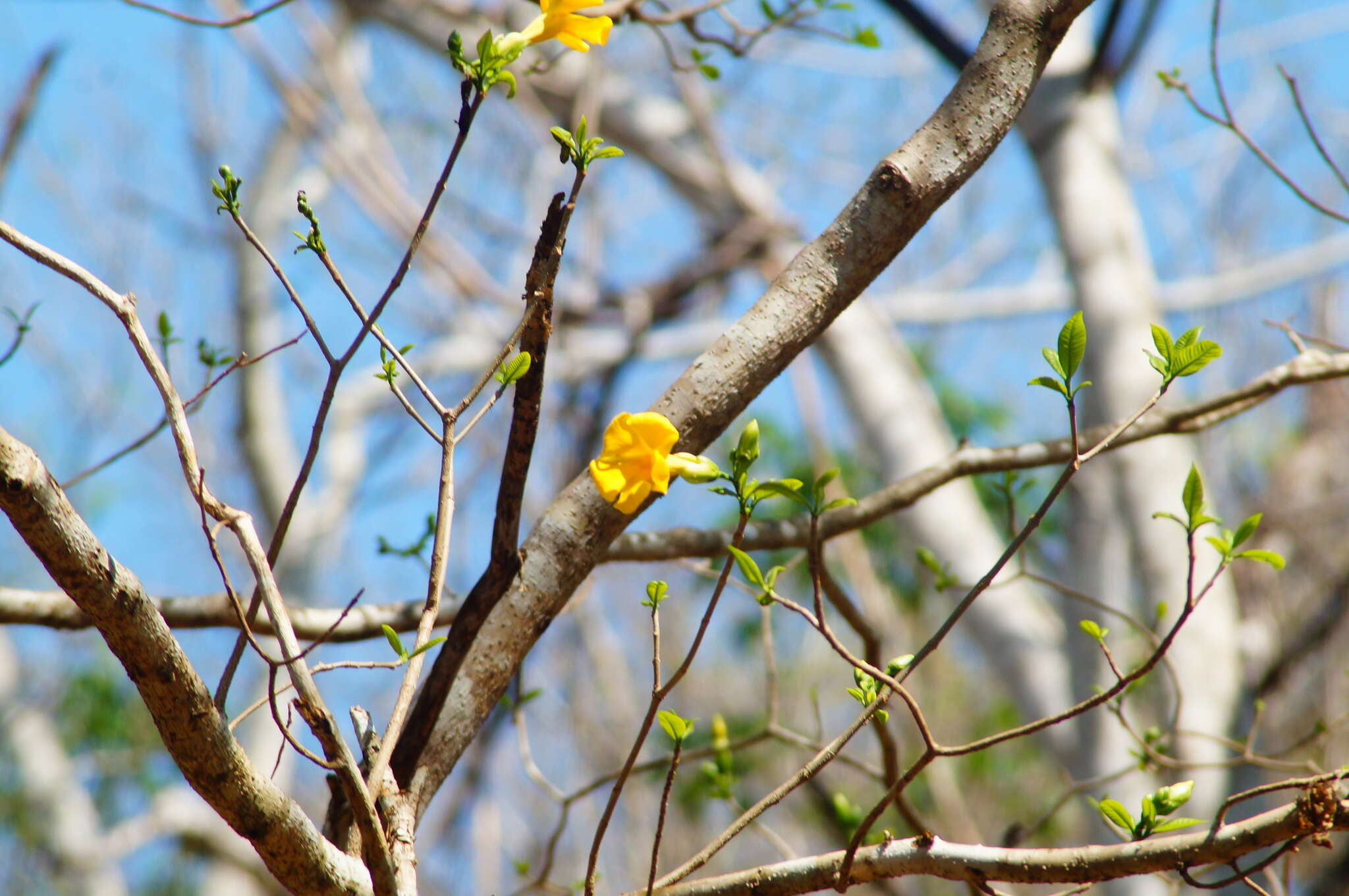 Sivun Tabernaemontana glabra (Benth.) A. O. Simões & M. E. Endress kuva