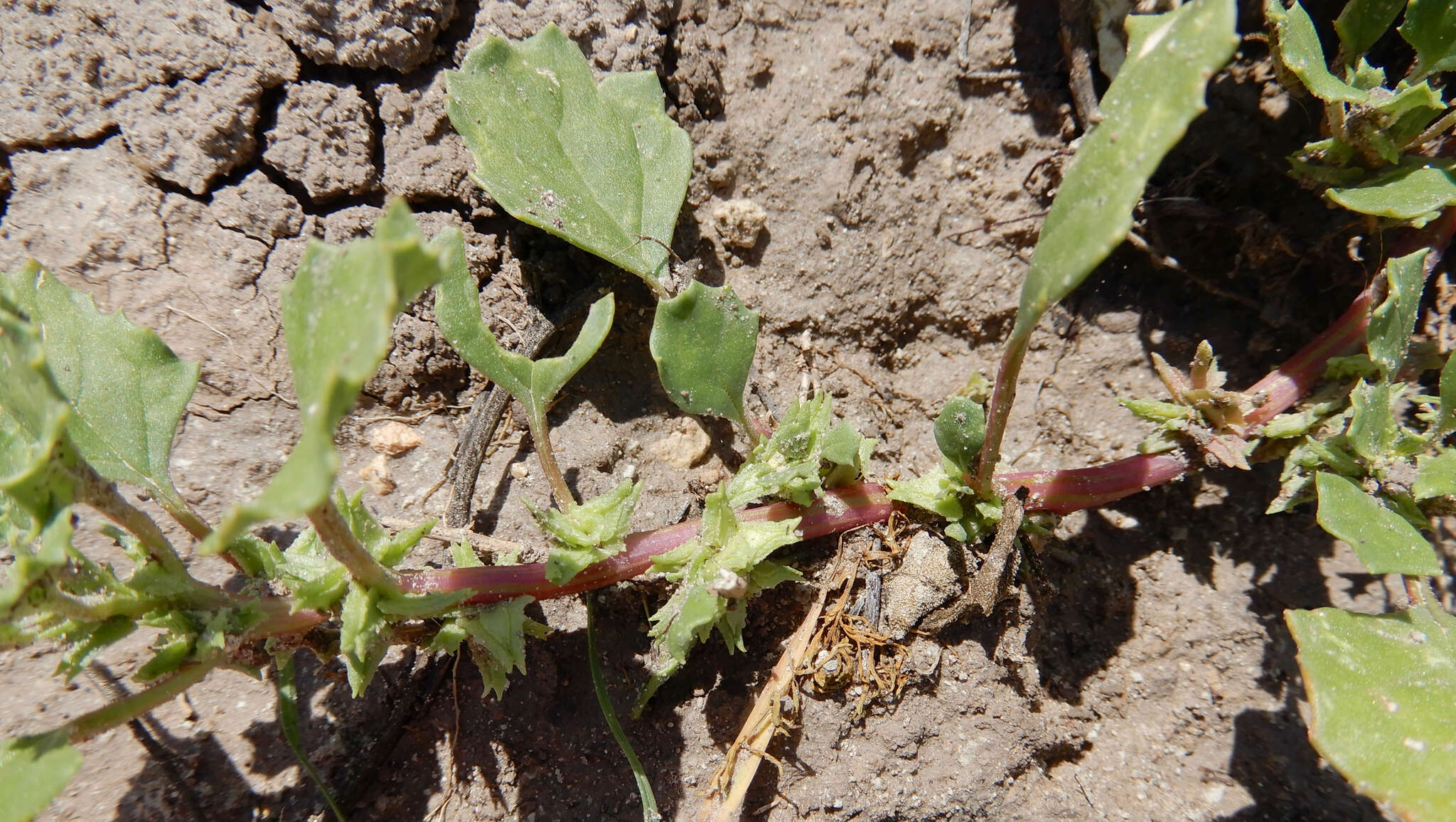 Plancia ëd Suckleya suckleyana (Torr.) Rydb.