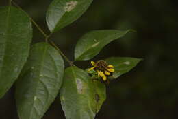 Image of Otopappus scaber S. F. Blake