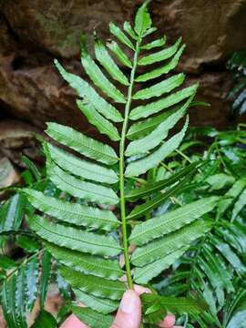 Image of Ptisana salicifolia (Schrad.) Senterre & Rouhan