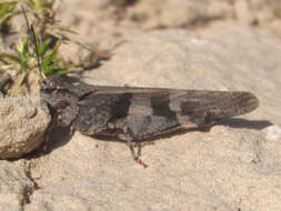 Trimerotropis cincta (Thomas & C. 1870) resmi