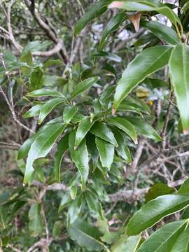 Image of ring-cup oak