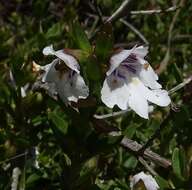 Image of Prostanthera saxicola R. Br.