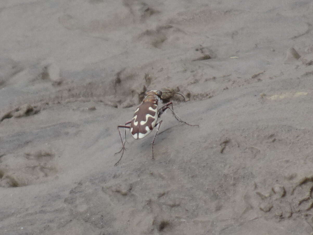 Image of Beach tiger beetle