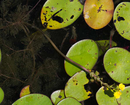 Image of leafy bladderwort