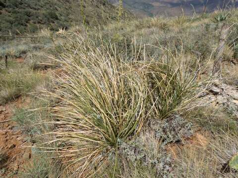 Imagem de Nolina microcarpa S. Watson