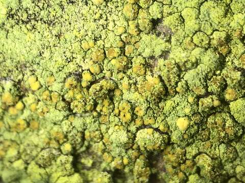 Image of Sulphur dust lichen