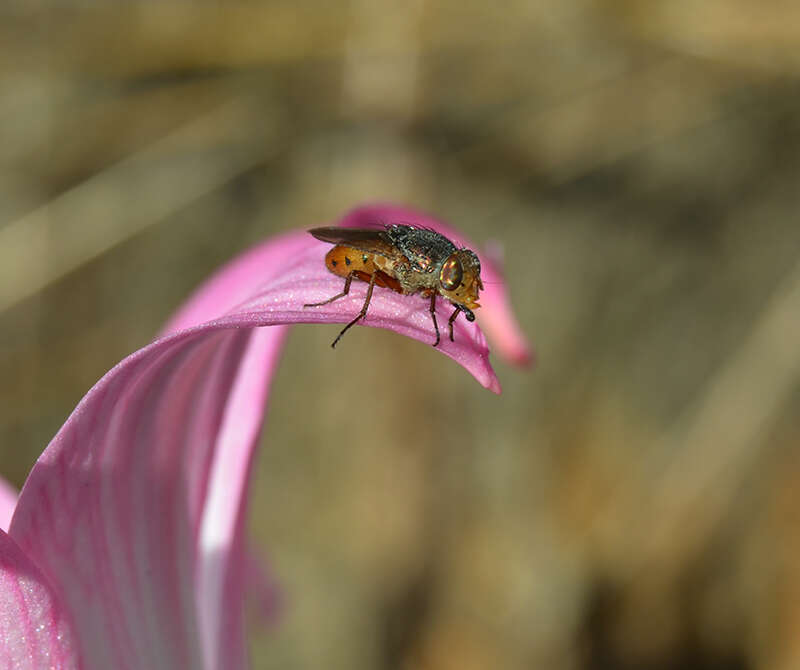 <i>Rhyncomya columbina</i>的圖片