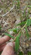 Image of false flowering spurge