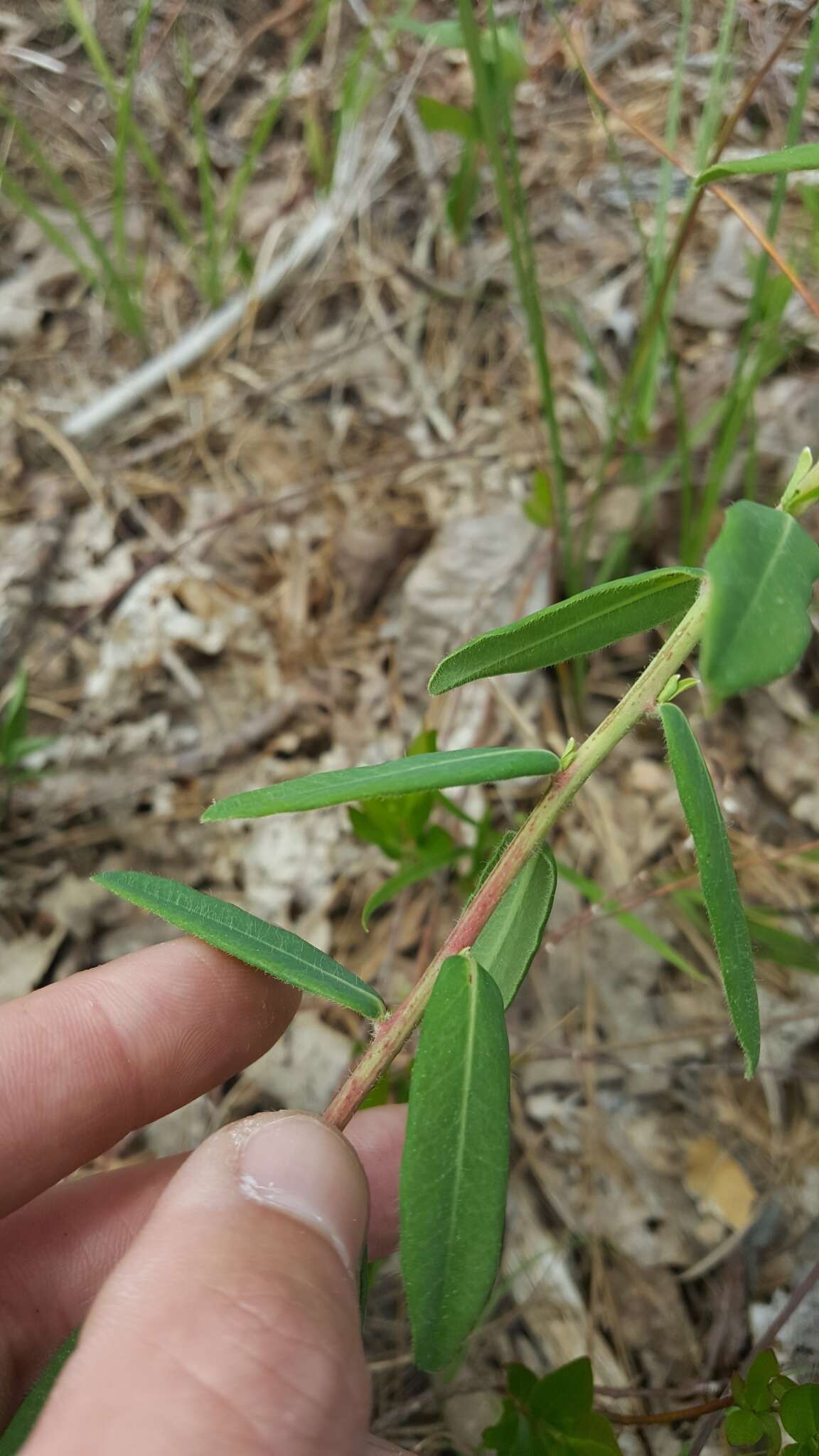 Sivun Euphorbia pubentissima Michx. kuva