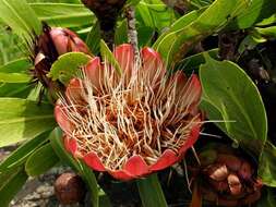 Image of Protea caffra subsp. caffra