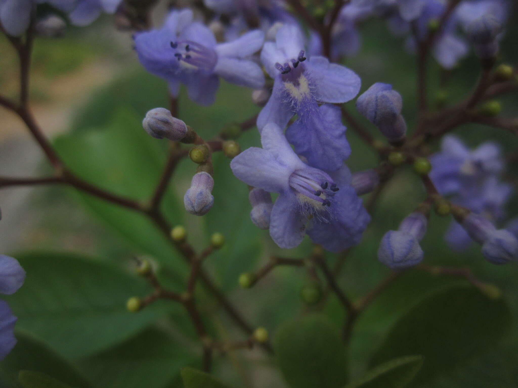 Image of Vitex orinocensis Kunth