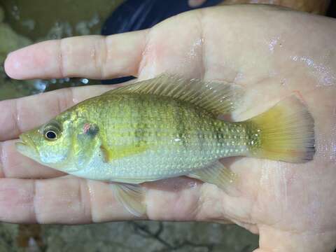 Image of Banded jewel cichlid