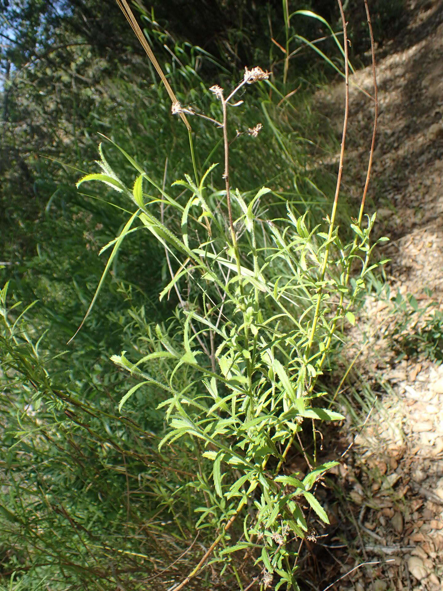 Image of Plummer's baccharis