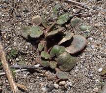 Image of desert sand verbena