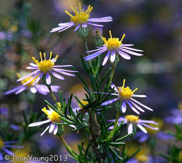 Image of Fine-leaved felicia