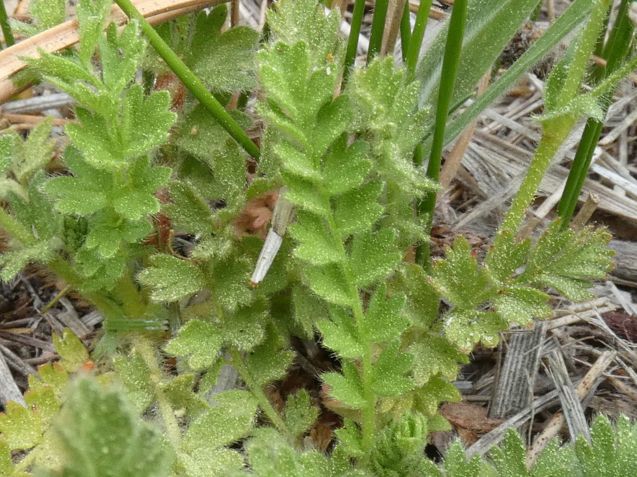 Image de Horkelia yadonii B. Ertter