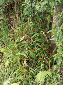 Image of Elleanthus aurantiacus (Lindl.) Rchb. fil.