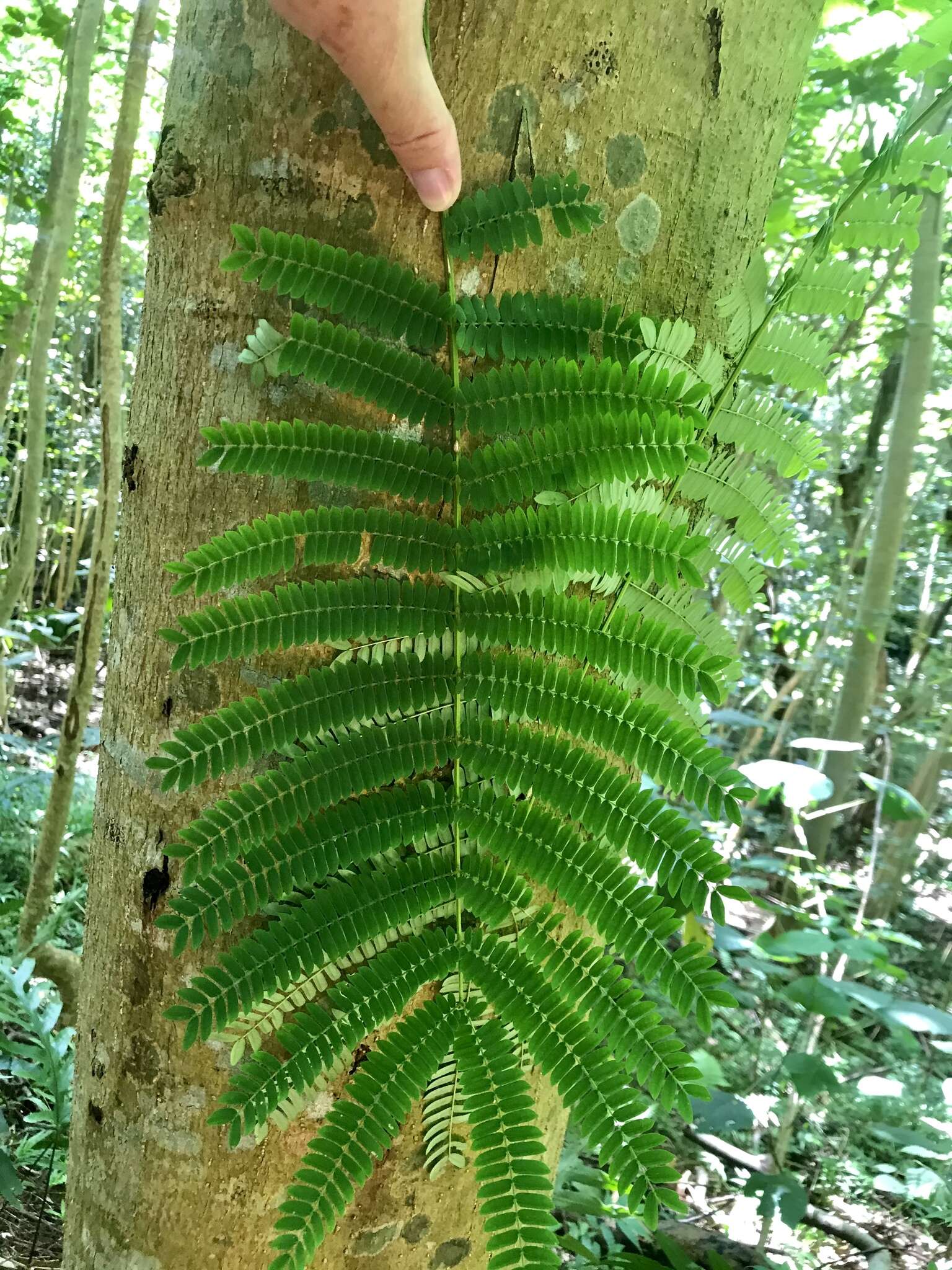 Слика од <i>Falcataria falcata</i>