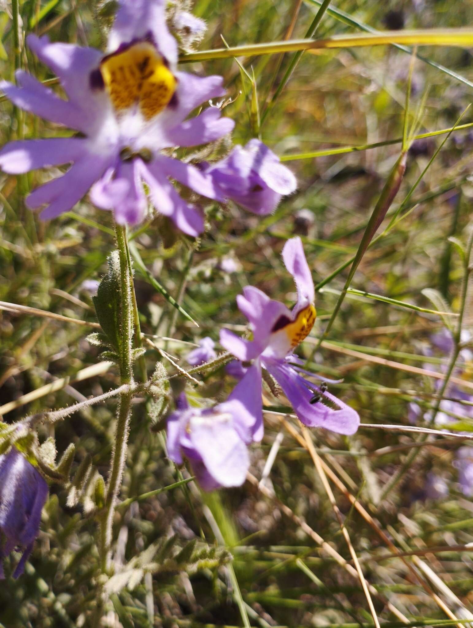 Imagem de Schizanthus pinnatus Ruiz & Pavón