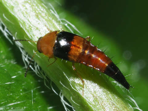 Image of Tachyporus obtusus (Linnaeus 1767)