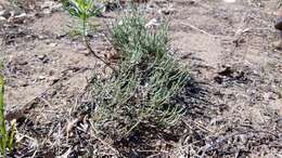 Image of woolly beachheather