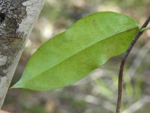 Parsonsia rotata Maiden & Betche的圖片