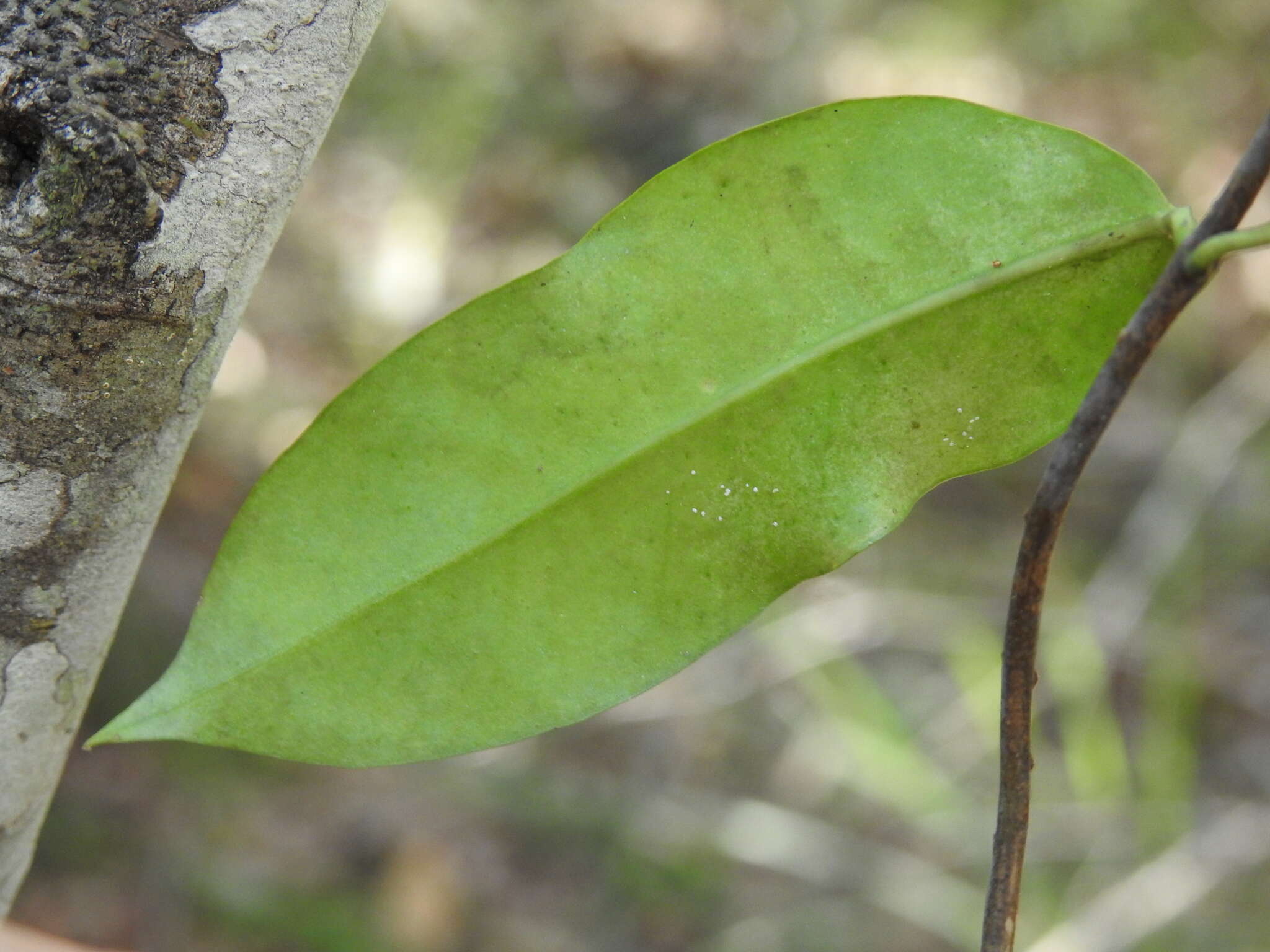 Parsonsia rotata Maiden & Betche的圖片