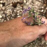 Image of manyflowered ipomopsis