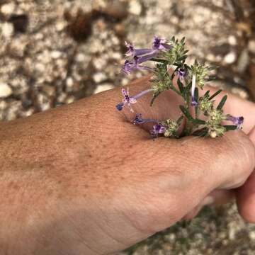 Image of manyflowered ipomopsis