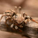 Image of Habronattus texanus (Chamberlin 1924)