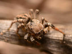 Image of Habronattus texanus (Chamberlin 1924)