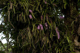 Image of Multi-flowered Aerides