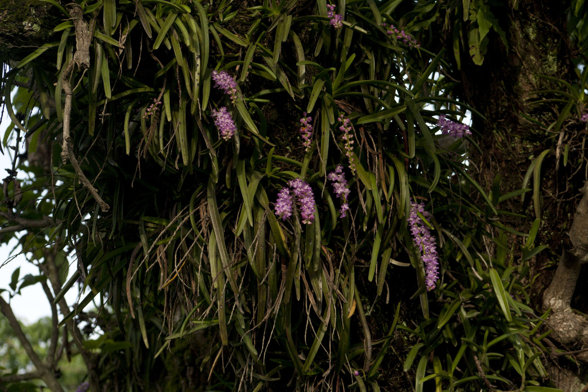 Image of Multi-flowered Aerides