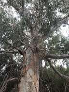 Слика од Eucalyptus camaldulensis subsp. camaldulensis