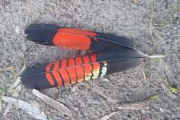 Image of Calyptorhynchus lathami halmaturinus Mathews 1912