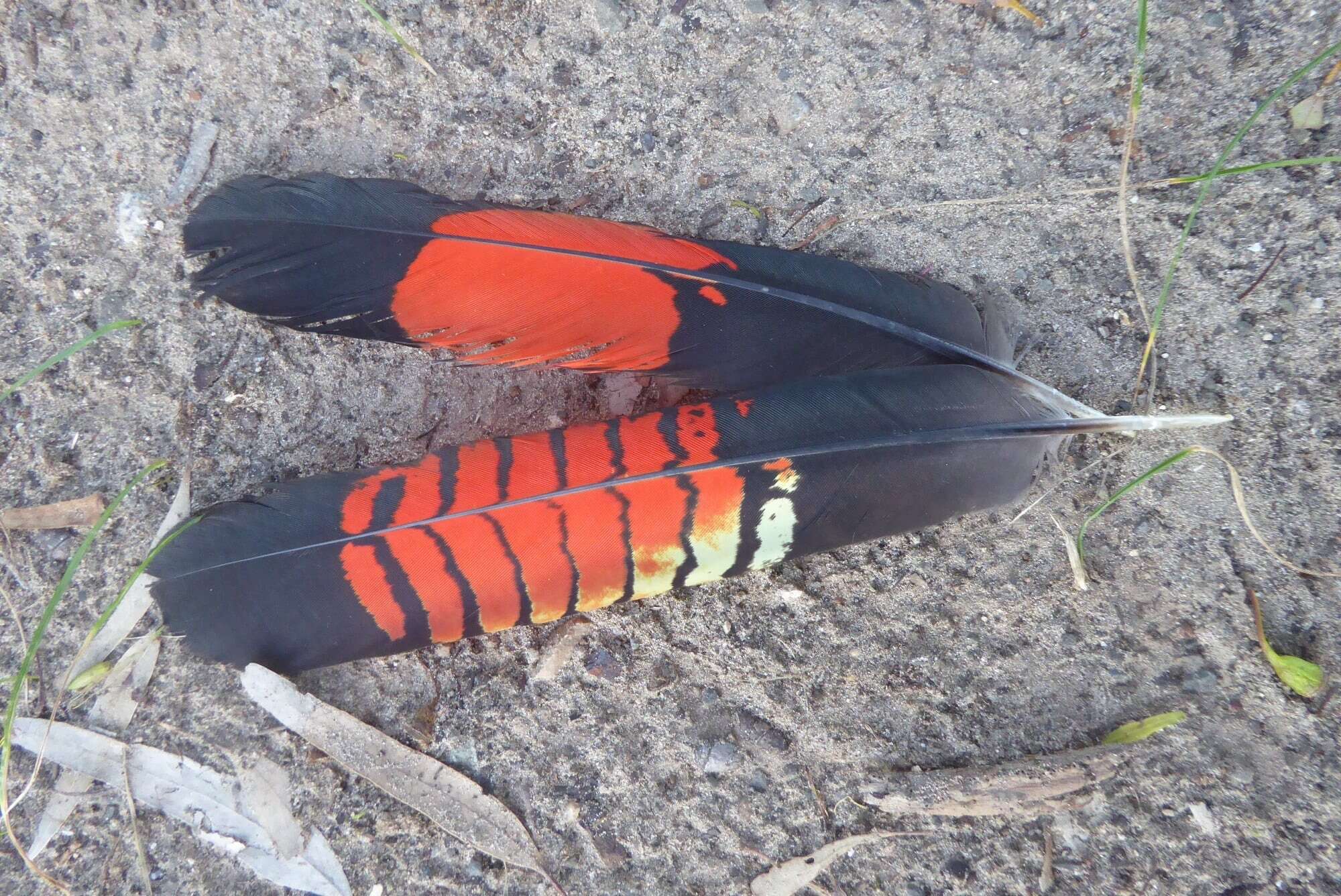 Calyptorhynchus lathami halmaturinus Mathews 1912 resmi