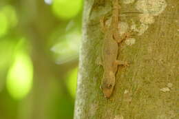 Image of Hemidactylus mrimaensis Malonza & Bauer 2014