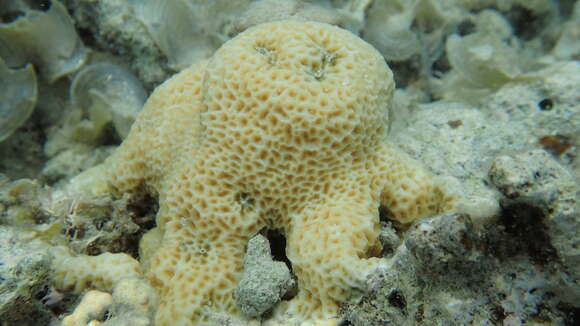 Image of leaf coral