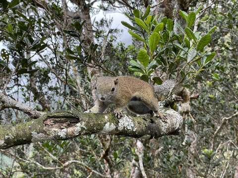 Image of Borneo Black-banded Squirrel