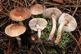 Image of Lepiota pseudolilacea Huijsman 1947