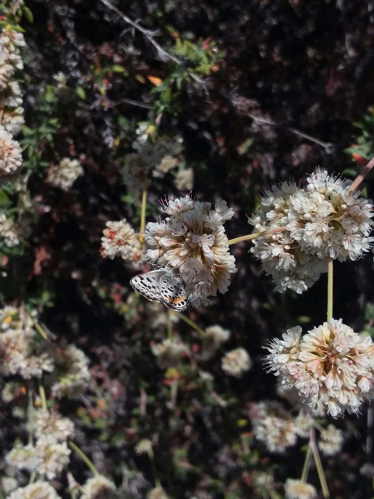 Euphilotes battoides allyni (Shields 1975)的圖片