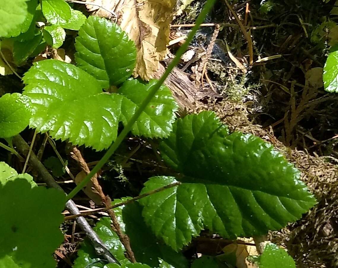 Plancia ëd Rubus nivalis Dougl. ex Hook.