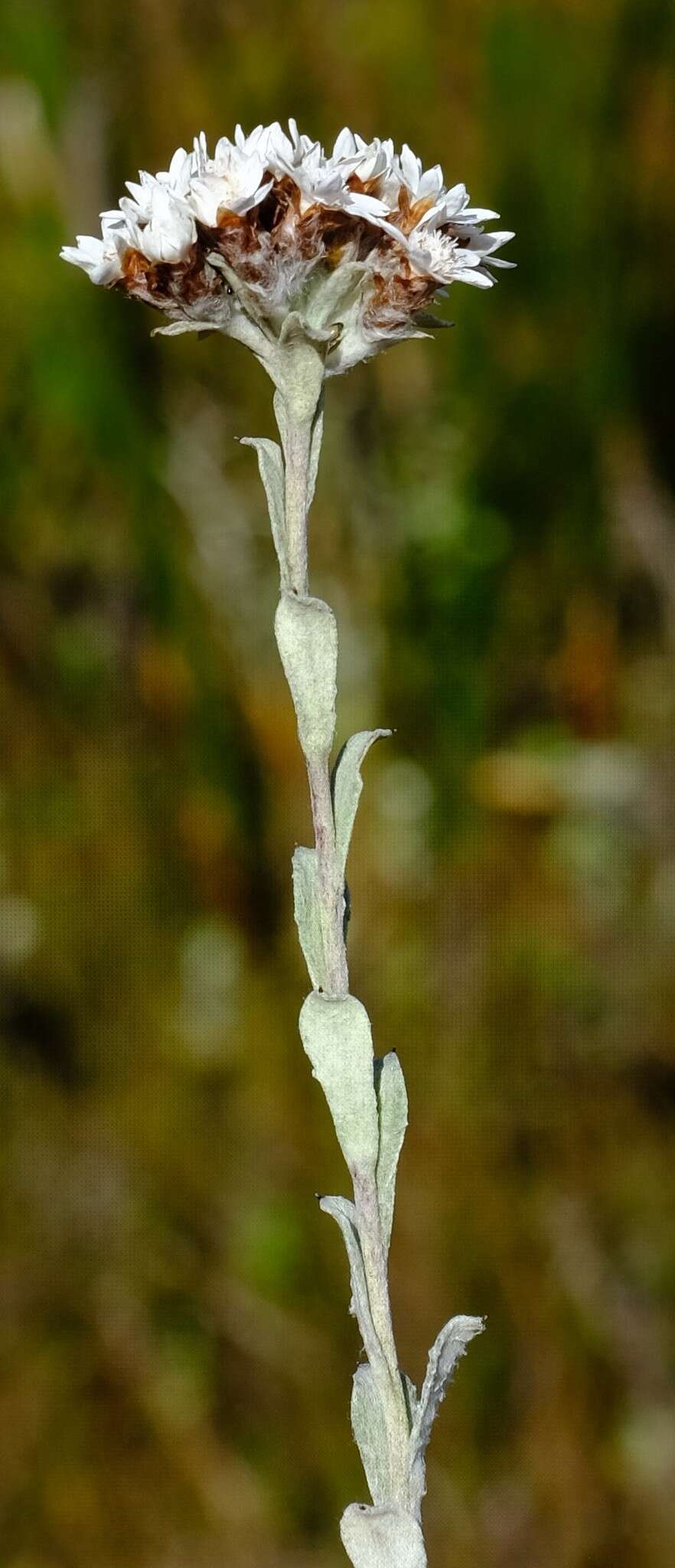 Image of Langebergia canescens (DC.) A. A. Anderberg