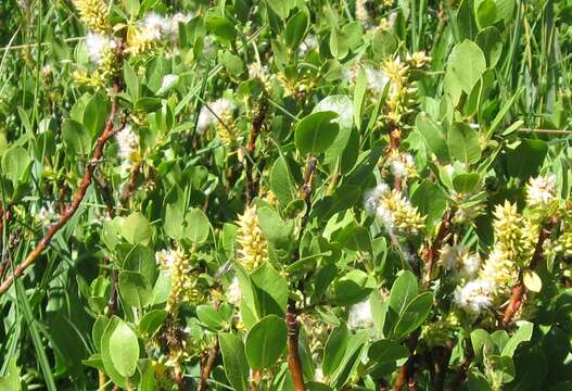 Image de Salix arizonica Dorn