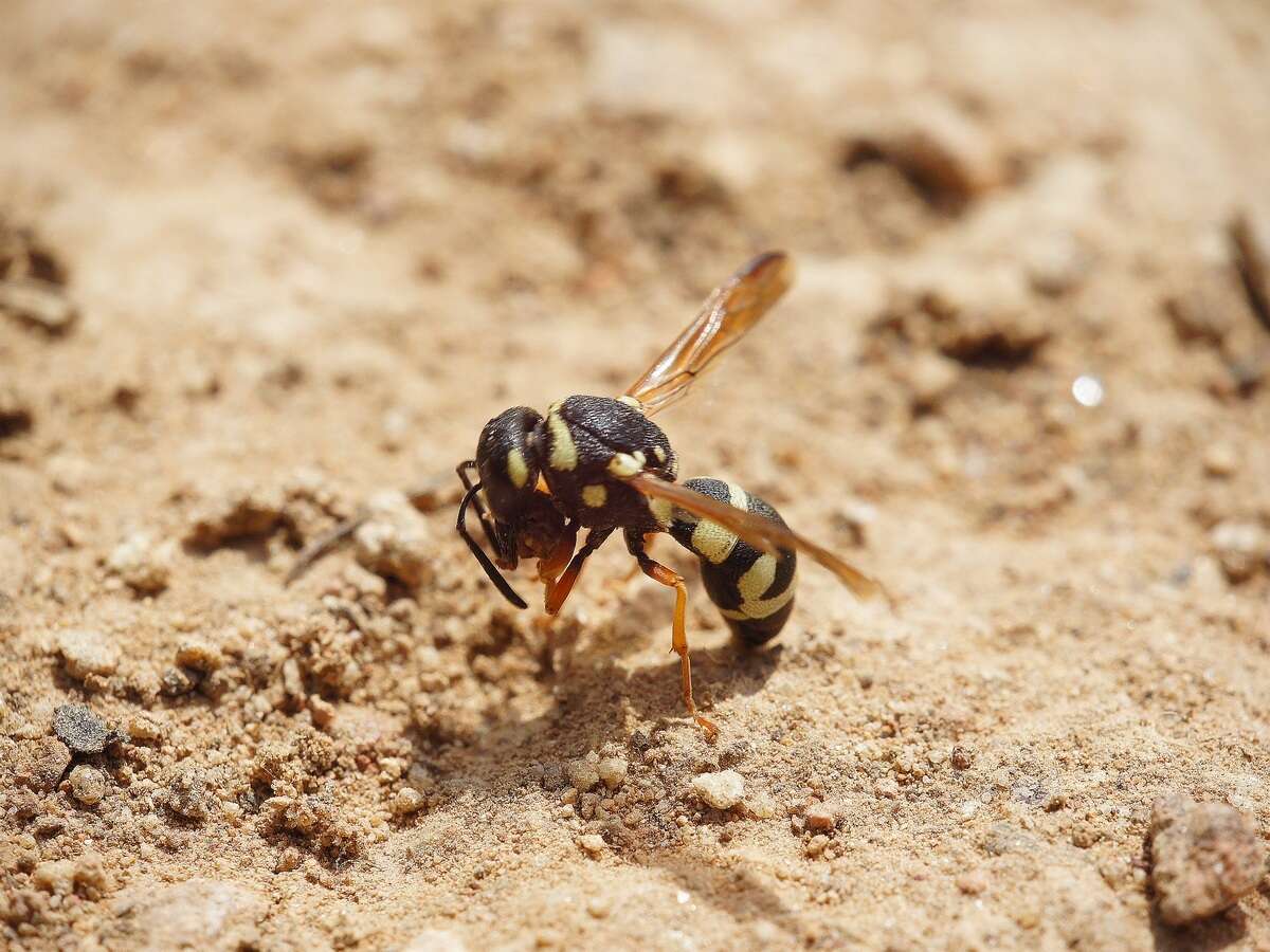 Image of Parodontodynerus ephippium (Klug 1817)