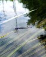 Image of Neotropical Bluet